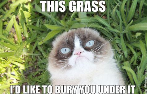 tard guard memes|The 50 Funniest Grumpy Cat Memes .